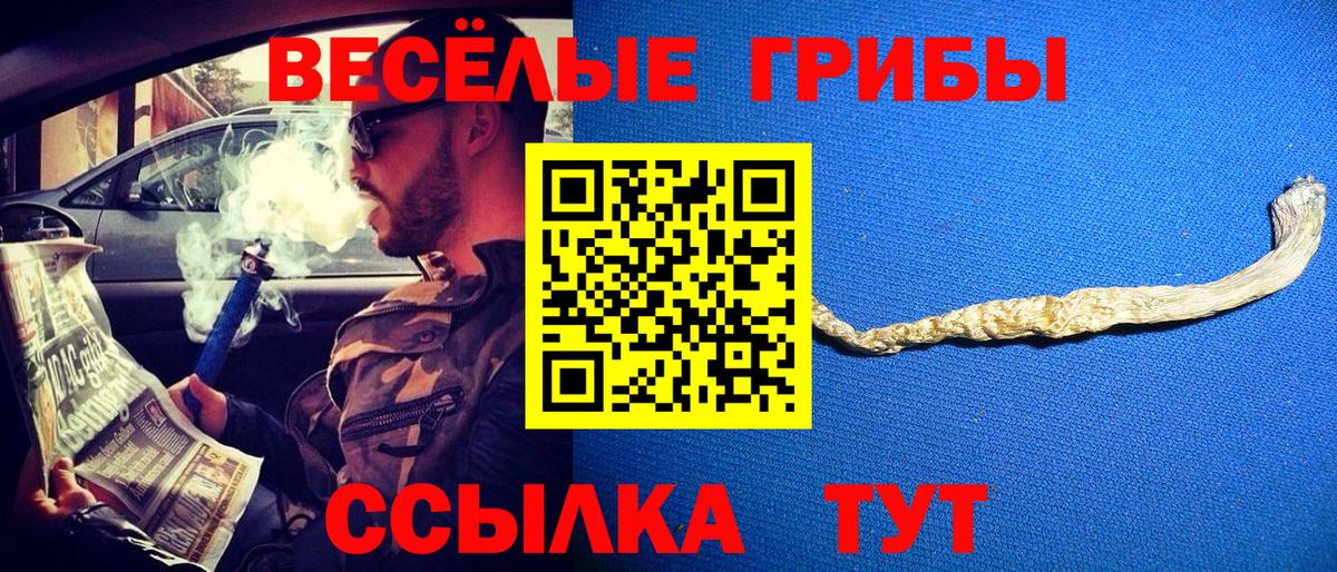 где продают наркотики  Северск  Галлюциногенные грибы GOLDEN TEACHER 