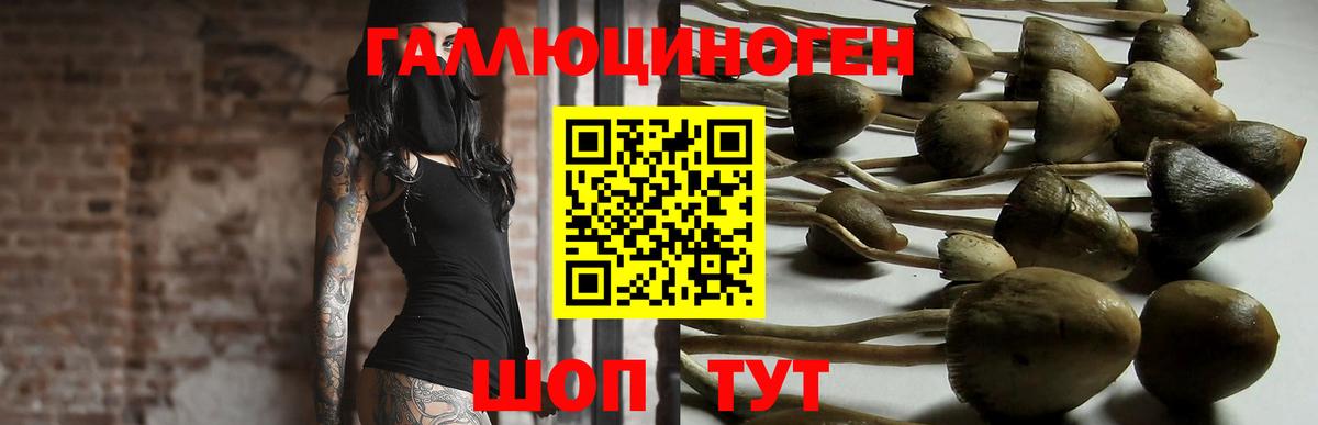 Северск  Галлюциногенные грибы мухоморы  Вход с VPN 